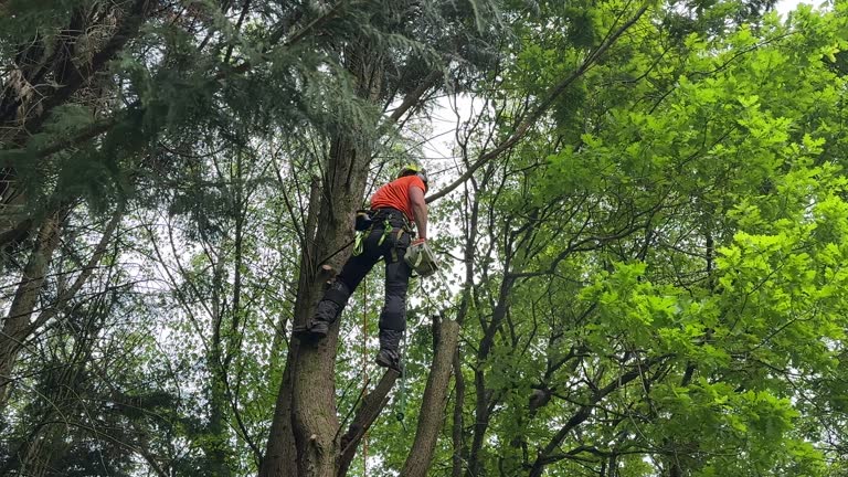 Best Utility Line Clearance  in Mount Vernon, AL