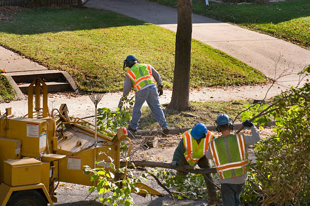 Best Lawn Grading and Leveling  in Mount Vernon, AL