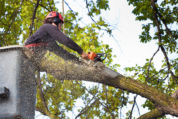 Best Root Management and Removal  in Mount Vernon, AL