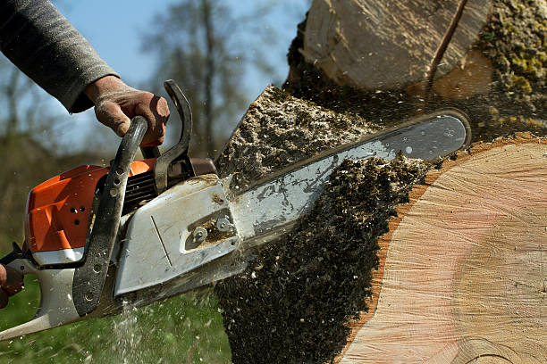  Mount Vernon, AL Tree Removal Pros