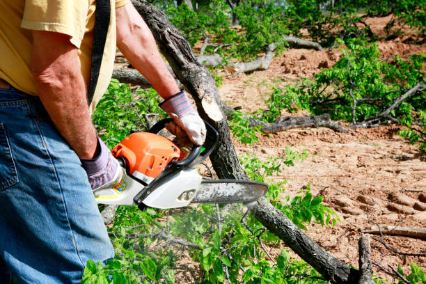 How Our Tree Care Process Works  in  Mount Vernon, AL